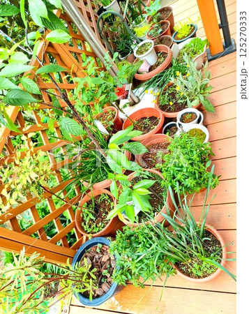 春　鉢植えの植物たち 125270333