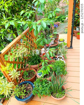 春　鉢植えの植物たち 125270335