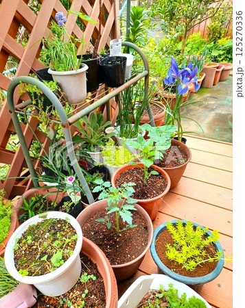 春 鉢植えの植物たち 春 鉢植えの植物たち 125270336