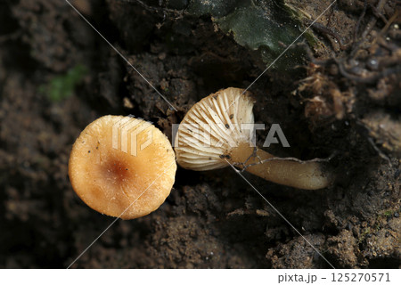 湿潤な苔が密生するような環境に育つ小さいオレンジ色のヒナノヒガサ茸の表裏画像(ストロボマクロ撮影) 湿潤な苔が密生するような環境に育つ小さいオレンジ色のヒナノヒガサ茸の表裏画像(ストロボマクロ撮影) 125270571