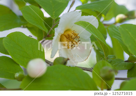 初夏のナツツバキの花　夏椿の花　沙羅の花 125271015