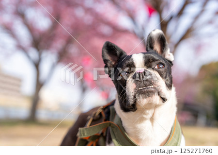 【春】桜の花びらを鼻につけたボストン・テリア【桜】 【春】桜の花びらを鼻につけたボストン・テリア【桜】 125271760