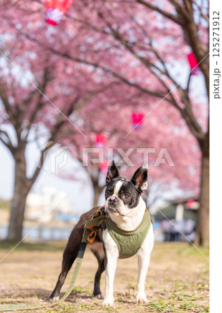 【春】ボストン・テリア【桜】 【春】ボストン・テリア【桜】 125271912