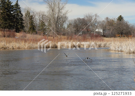 ducks on a spring river on a sunny day ducks on a spring river on a sunny day 125271933