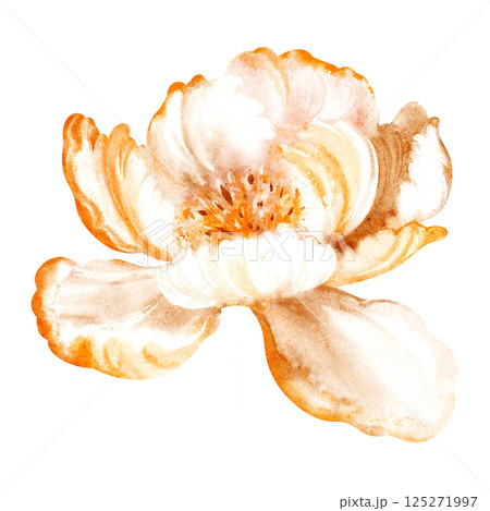 Watercolor illustration of a delicate bud peony flower in bloom. Hand-drawn floral design with soft petals and bright colors. Perfect for wedding invitations, birthday cards, or summer decor. 125271997