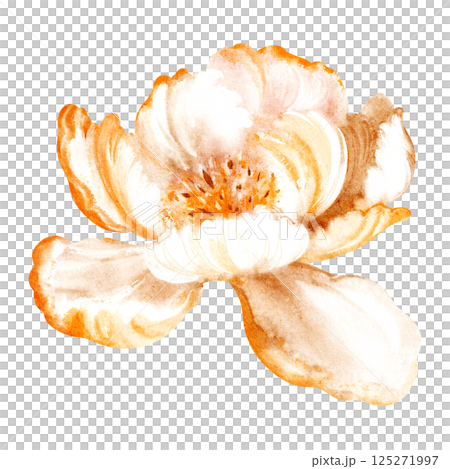 Watercolor illustration of a delicate bud peony flower in bloom. Hand-drawn floral design with soft petals and bright colors. Perfect for wedding invitations, birthday cards, or summer decor. 125271997