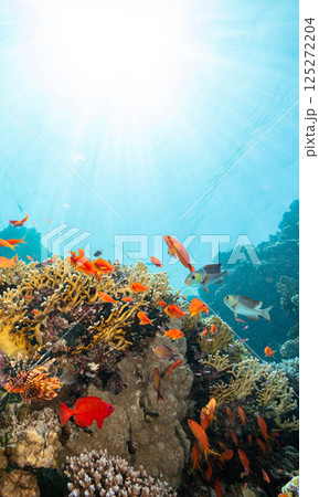 Underwater Tropical Corals Reef with colorful sea fish. Marine life sea world. Tropical colourful underwater seascape. 125272204