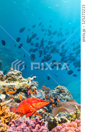 Underwater Tropical Corals Reef with colorful sea fish. Marine life sea world. Tropical colourful underwater seascape. Underwater Tropical Corals Reef with colorful sea fish. Marine life sea world. Tropical colourful underwater seascape. 125272215