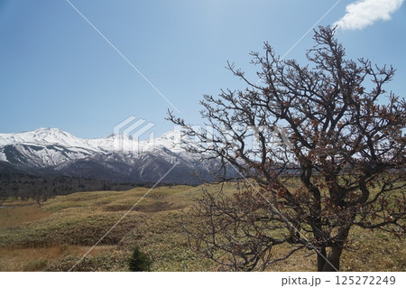 知床五湖から見える積雪の知床連山と青空と木 125272249