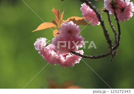 常陸風土記の丘ボタン桜 125272343