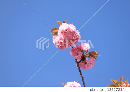 常陸風土記の丘ボタン桜 125272344