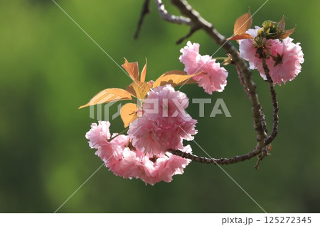 常陸風土記の丘ボタン桜 125272345