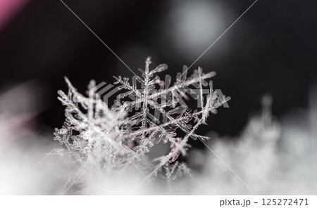 snowflakes, winter card, crystals of snow snowflakes, winter card, crystals of snow 125272471