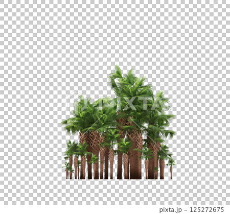 group of trees isolated on a transparent background, forest, sketch, outline illustration, cg render group of trees isolated on a transparent background, forest, sketch, outline illustration, cg render 125272675