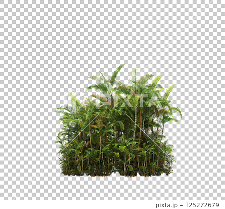 group of trees isolated on a transparent background, forest, sketch, outline illustration, cg render 125272679