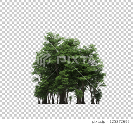 group of trees isolated on a transparent background, forest, sketch, outline illustration, cg render 125272695
