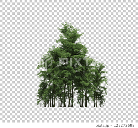 group of trees isolated on a transparent background, forest, sketch, outline illustration, cg render group of trees isolated on a transparent background, forest, sketch, outline illustration, cg render 125272698