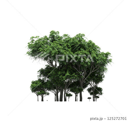 group of trees isolated on a transparent background, forest, sketch, outline illustration, cg render 125272701