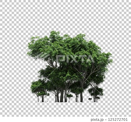 group of trees isolated on a transparent background, forest, sketch, outline illustration, cg render 125272701