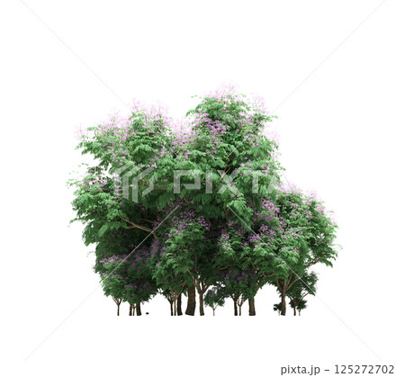 group of trees isolated on a transparent background, forest, sketch, outline illustration, cg render 125272702