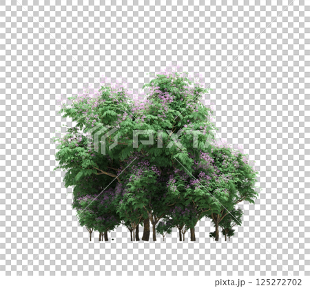 group of trees isolated on a transparent background, forest, sketch, outline illustration, cg render 125272702