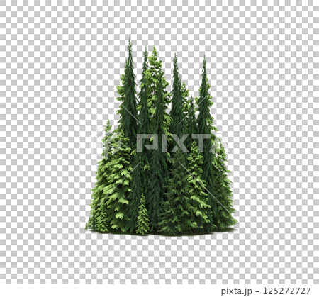 group of trees isolated on a transparent background, forest, sketch, outline illustration, cg render group of trees isolated on a transparent background, forest, sketch, outline illustration, cg render 125272727