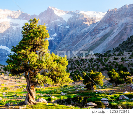 Mountain landscape with green juniper tree on a rocky mountain background Mountain landscape with green juniper tree on a rocky mountain background 125272841