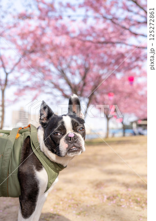 【春】桜の花びらを鼻につけたボストン・テリア【桜】 【春】桜の花びらを鼻につけたボストン・テリア【桜】 125272861