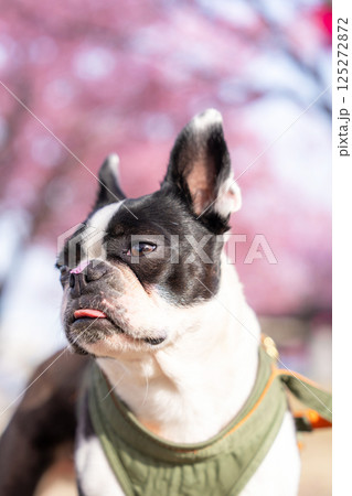 【春】桜の花びらを鼻につけたボストン・テリア【桜】 125272872