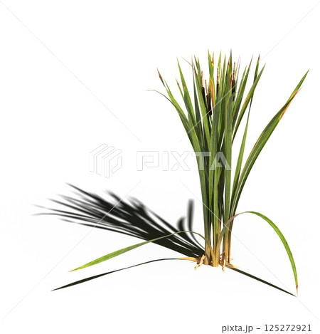 wild field grass, isolated on a transparent background, 3D illustration, cg render 125272921
