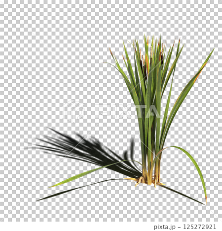 wild field grass, isolated on a transparent background, 3D illustration, cg render wild field grass, isolated on a transparent background, 3D illustration, cg render 125272921