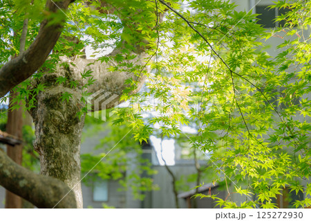 風情のある武家屋敷通りの風景 125272930