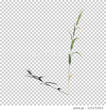 wild field grass, isolated on a transparent background, 3D illustration, cg render 125272933