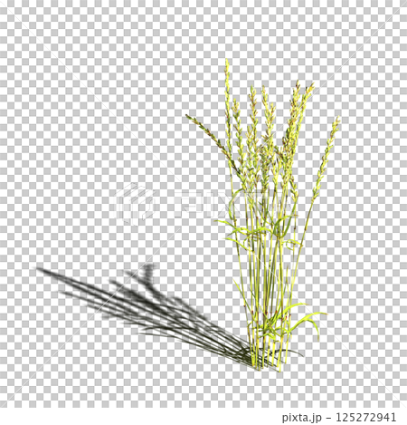 wild field grass, isolated on a transparent background, 3D illustration, cg render 125272941