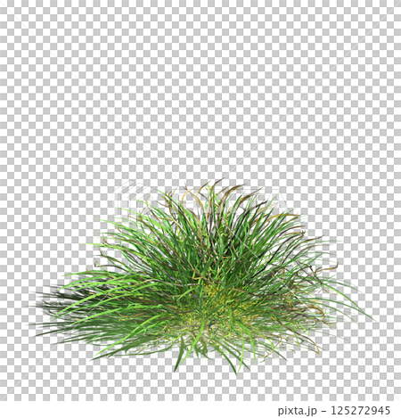 wild field grass, isolated on a transparent background, 3D illustration, cg render wild field grass, isolated on a transparent background, 3D illustration, cg render 125272945