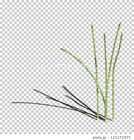 wild field grass, isolated on a transparent background, 3D illustration, cg render wild field grass, isolated on a transparent background, 3D illustration, cg render 125272975