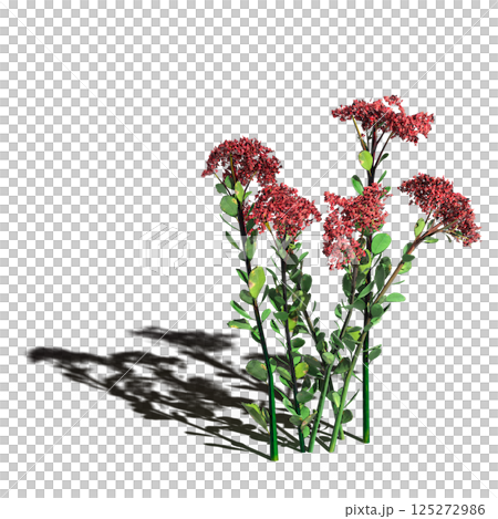 wild field grass, isolated on a transparent background, 3D illustration, cg render 125272986