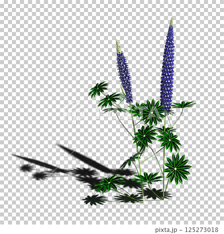 wild field grass, isolated on a transparent background, 3D illustration, cg render wild field grass, isolated on a transparent background, 3D illustration, cg render 125273018
