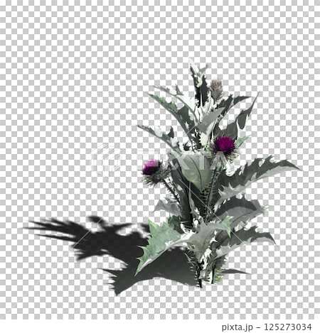 wild field grass, isolated on a transparent background, 3D illustration, cg render wild field grass, isolated on a transparent background, 3D illustration, cg render 125273034