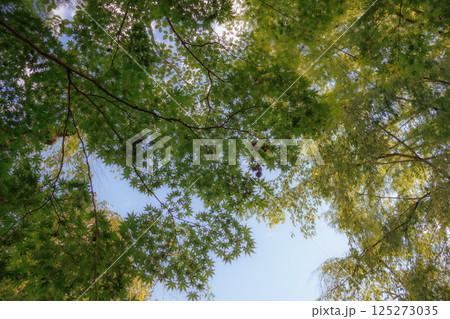 風情のある武家屋敷通りの風景 125273035