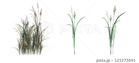 wild field grass, isolated on a transparent background, 3D illustration, cg render wild field grass, isolated on a transparent background, 3D illustration, cg render 125273041