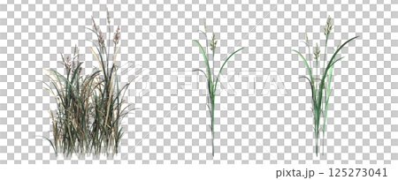 wild field grass, isolated on a transparent background, 3D illustration, cg render wild field grass, isolated on a transparent background, 3D illustration, cg render 125273041