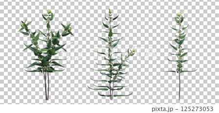 wild field grass, isolated on a transparent background, 3D illustration, cg render wild field grass, isolated on a transparent background, 3D illustration, cg render 125273053