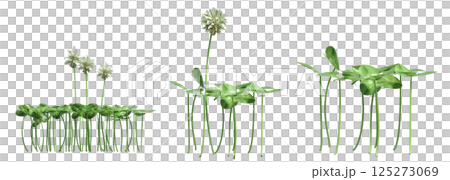 wild field grass, isolated on a transparent background, 3D illustration, cg render wild field grass, isolated on a transparent background, 3D illustration, cg render 125273069