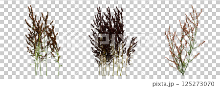 wild field grass, isolated on a transparent background, 3D illustration, cg render wild field grass, isolated on a transparent background, 3D illustration, cg render 125273070