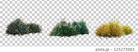 wild field grass, isolated on a transparent background, 3D illustration, cg render 125273083