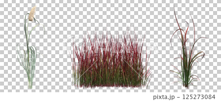 wild field grass, isolated on a transparent background, 3D illustration, cg render wild field grass, isolated on a transparent background, 3D illustration, cg render 125273084