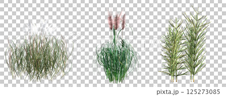 wild field grass, isolated on a transparent background, 3D illustration, cg render wild field grass, isolated on a transparent background, 3D illustration, cg render 125273085