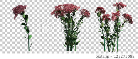 wild field grass, isolated on a transparent background, 3D illustration, cg render wild field grass, isolated on a transparent background, 3D illustration, cg render 125273088