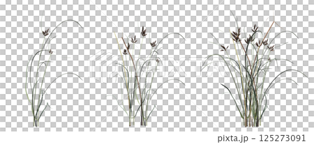 wild field grass, isolated on a transparent background, 3D illustration, cg render wild field grass, isolated on a transparent background, 3D illustration, cg render 125273091